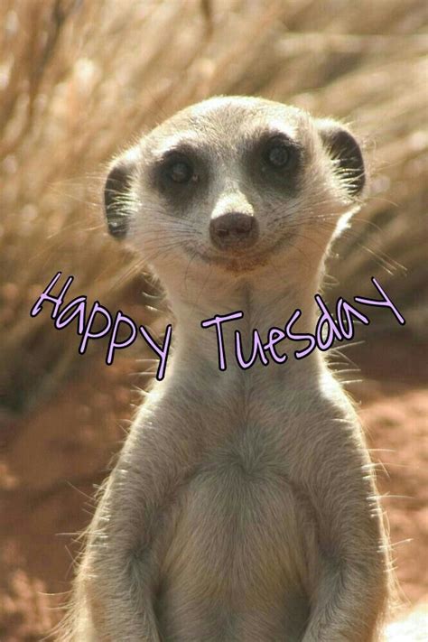 77 best Happy Tuesday images on Pinterest