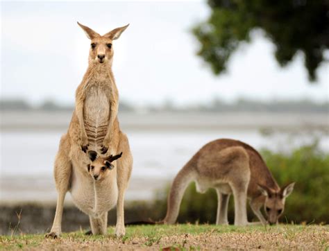 8 animais da Oceania para conhecer [agora]   Australian Centre