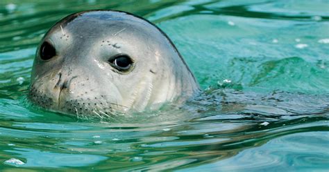 8 animales marinos en peligro de extinción | GreenDates