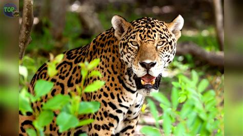 8 Animales Más Aterradores de la Selva Amazónica   YouTube