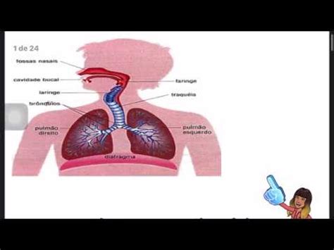 8 Ano sistema respiratório   YouTube