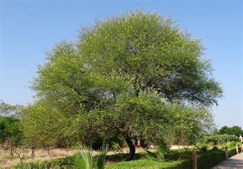 8 árboles de hoja perenne y crecimiento rápido | Savanna ...