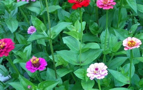 8 Beneficial Plants for Your Garden