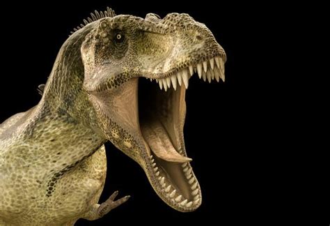 8 Curiosidades que te cambiarán tu forma de ver los Tiranosaurios Rex
