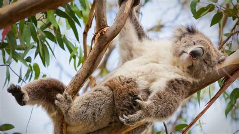 8 datos que probablemente no sabías de los koalas