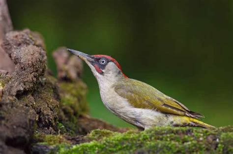 8 datos sobre el pájaro carpintero verde que debes saber   Cuanto viven ...