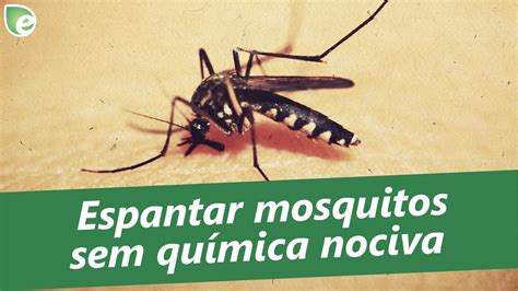 8 dicas para espantar mosquitos sem química nociva   YouTube