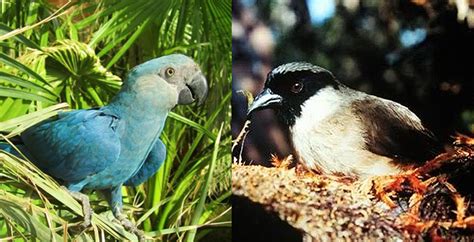 8 especies de aves extintas   National Geographic en Español