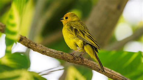 8 especies de pájaros que cantan