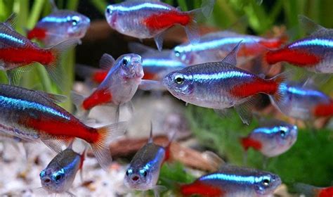 8 especies de peces para principiantes   blog terraviva