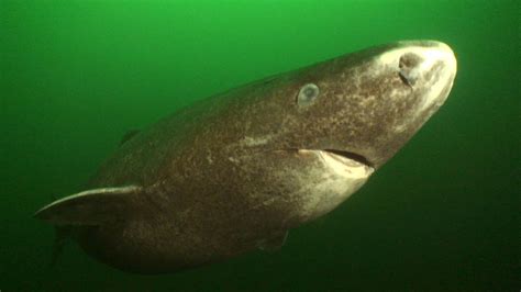 8 Facts About the Greenland Shark