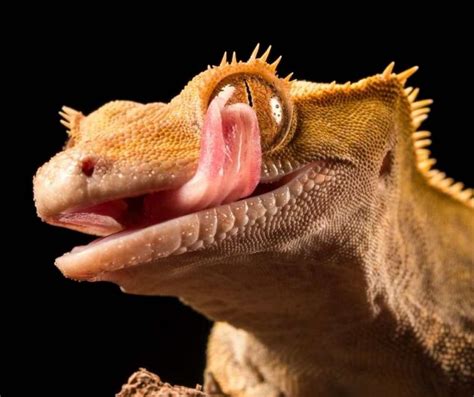 8 Facts Everyone Should Know About Crested Gecko
