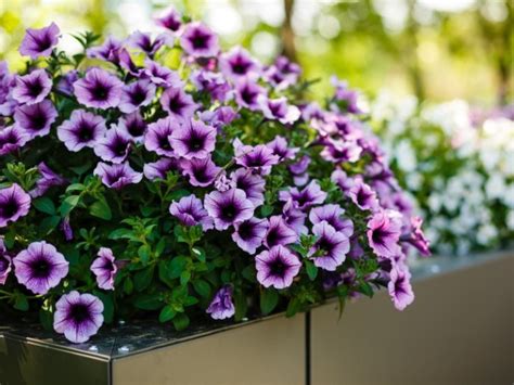 8 flores de sombra que son ideales para decorar tu casa