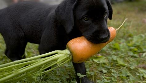 8 Healthiest Fruits And Vegetables To Feed Your Pup For ...