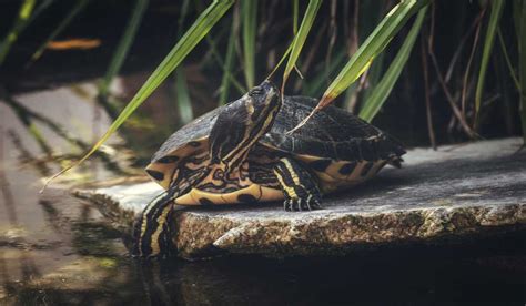 8 hechos fascinantes sobre las tortugas | NANOVA