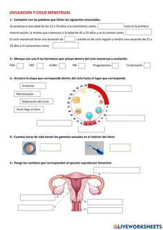 8 ideas de Ciclo mestrual en 2022 | ciclo menstrual, menstruacion ...