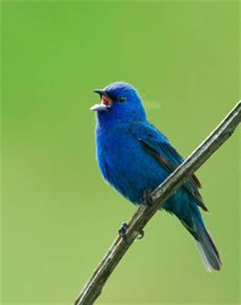 8 Indigo Bunting Birds, the Blue are male Indigos ideas | bunting bird ...