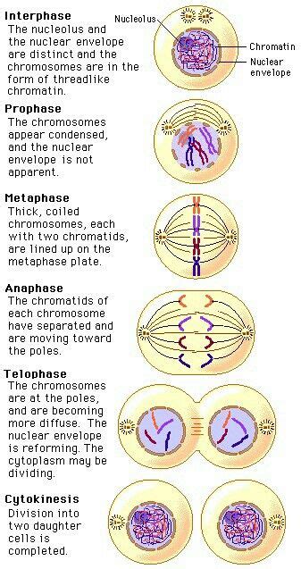 8. La Mitosis se define como el proceso de división celular que da ...