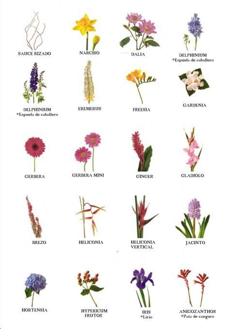 8 mejores imágenes de Learning about flowers | Nombres de flores, Tipos ...