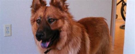 8 nuevas razas de perros que te van a impresionar   Bekia ...