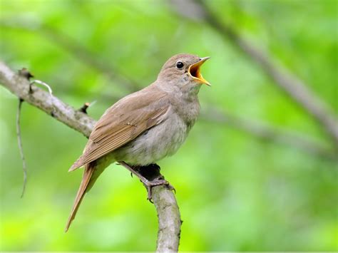 8 pájaros que cantan por la noche   Mis Animales