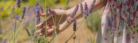 8 plantas aromáticas que puedes elegir para tu jardín ...