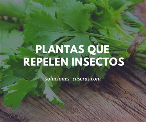 8 plantas para ahuyentar insectos