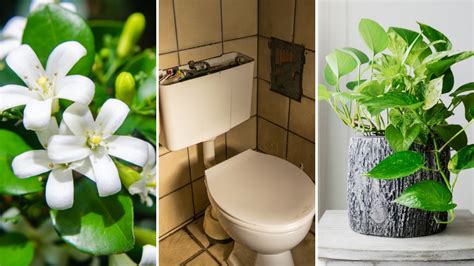 8 plantas para que tu baño “huela rico” las 24 horas  elimina el aroma ...
