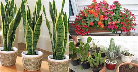 8 Plantas que não precisam de água para cultivar em casa