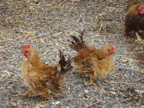 8 + Serama   Miniature Chickens Hatching Eggs   Frizzles ...