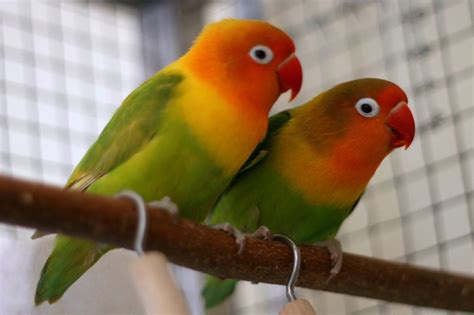 8 Techniques For Care of Agaporni Love Bird Food ...