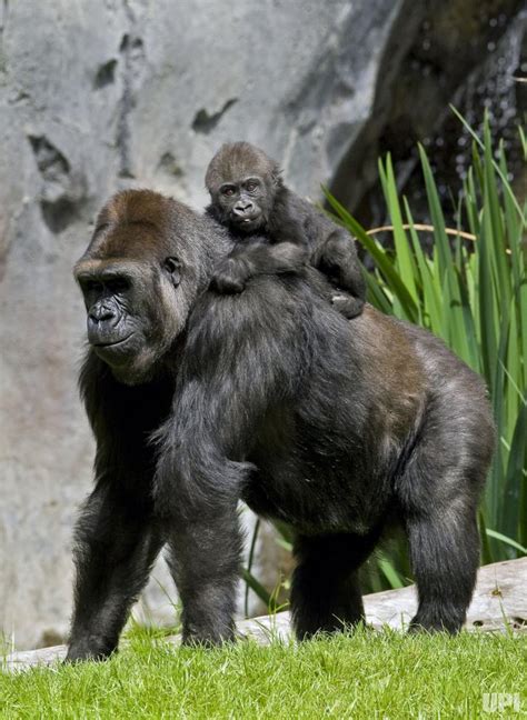 8 things you didn t know about baby gorillas [PHOTOS ...