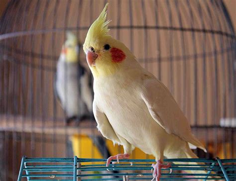 8 Top Friendly Pet Bird Species