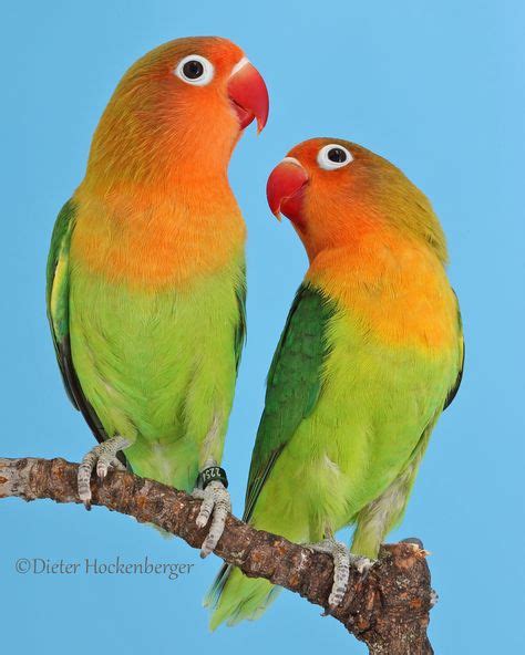 82 Lovebirds ideas in 2021 | love birds, pet birds ...