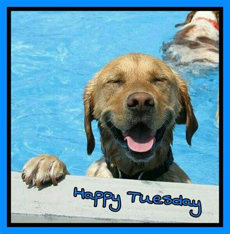 83 best Happy Tuesday images on Pinterest