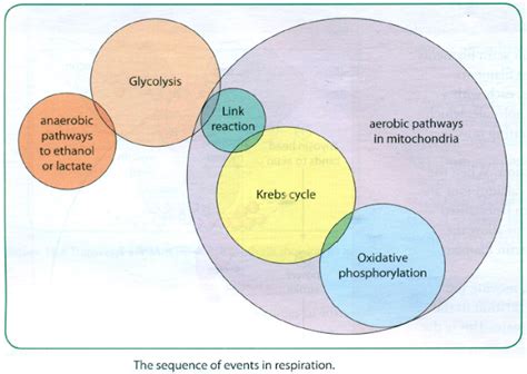 #87 Respiration, Glycolysis | Biology Notes for A level