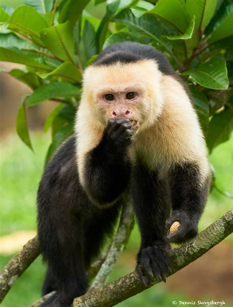 8798 White Faced Capuchin Monkey Cebus capucinus ...