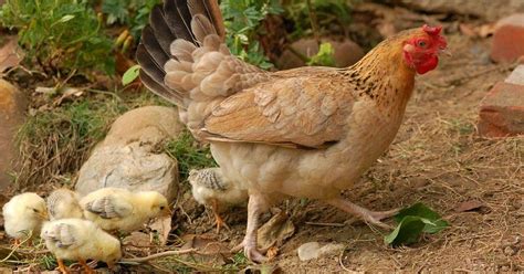 9 alimentos que no les debes dar a tus gallinas | Mascotas