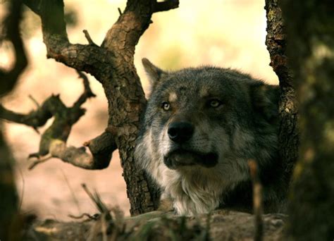 9 Animales en peligro de extinción en España
