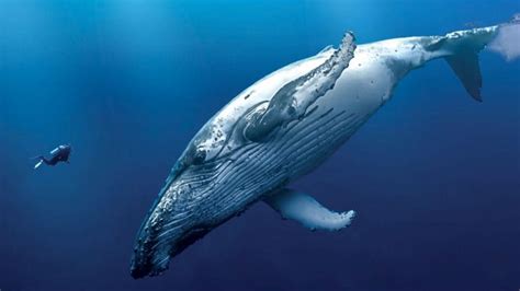 9 Animales más grandes del Océano y los Mares del mundo