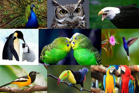 9 de mayo: Día Internacional de las Aves | México Ambiental