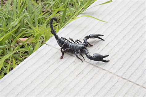 9 dicas práticas de como evitar escorpiões em casa!