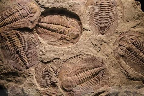 9 Different Types of Fossils – Nayturr
