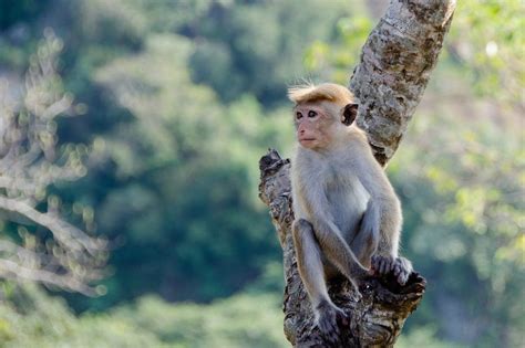 9 Different Types of Monkeys  Species List    AnimalStart