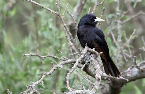 9 Especies de Aves del Litoral aparecieron en el Centro de Córdoba ...