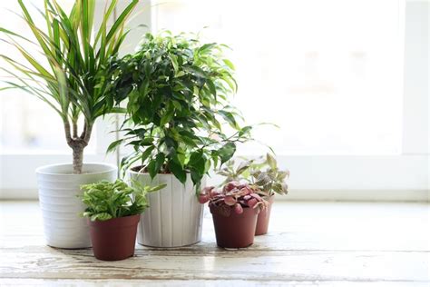 9 Houseplants To Clean The Air & Improve Your Health