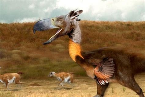 9 pássaros enormes que foram extintos   Mega Curioso