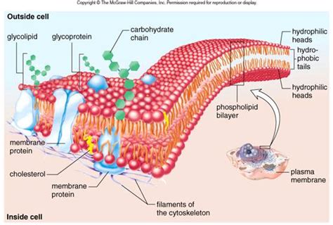 9 pictures of plasma membrane cell function : Biological ...