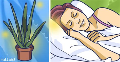 9 Plantas que deberías poner en tu habitación para dormir ...