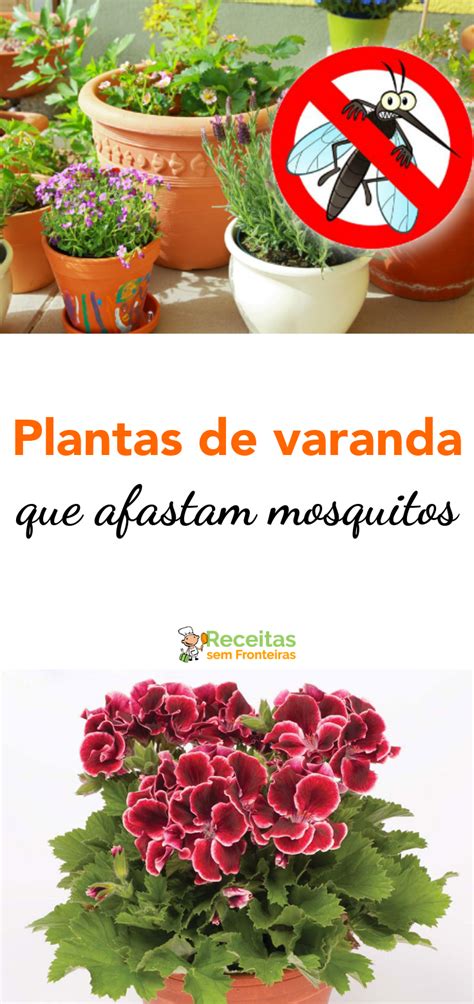 9 PLANTS OF BALCONIES THAT ARE NATURAL ANTI MOSQUITO ...